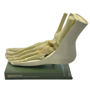 Vintage Human Foot Anatomical Model