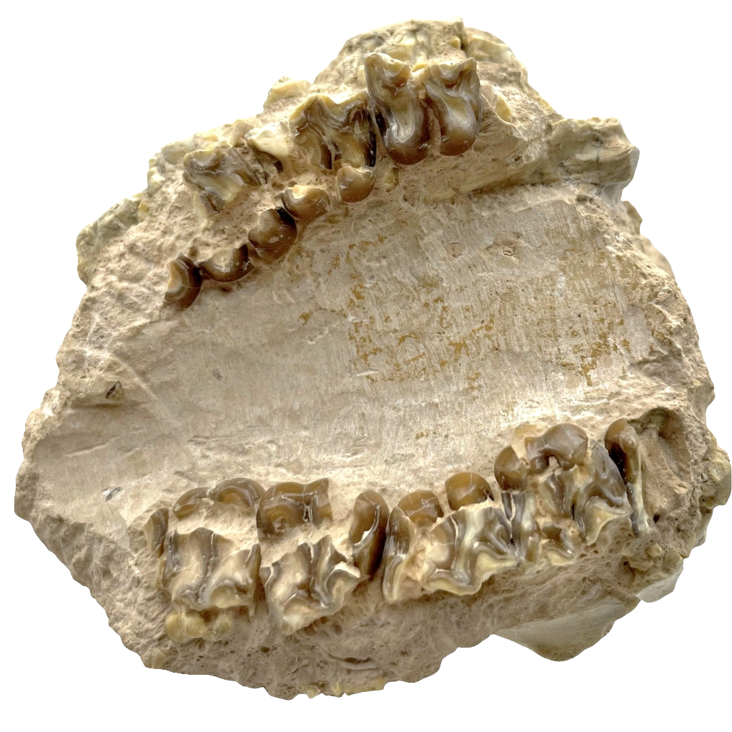 Fossil Oreodont Skull