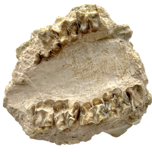 Fossil Oreodont Skull