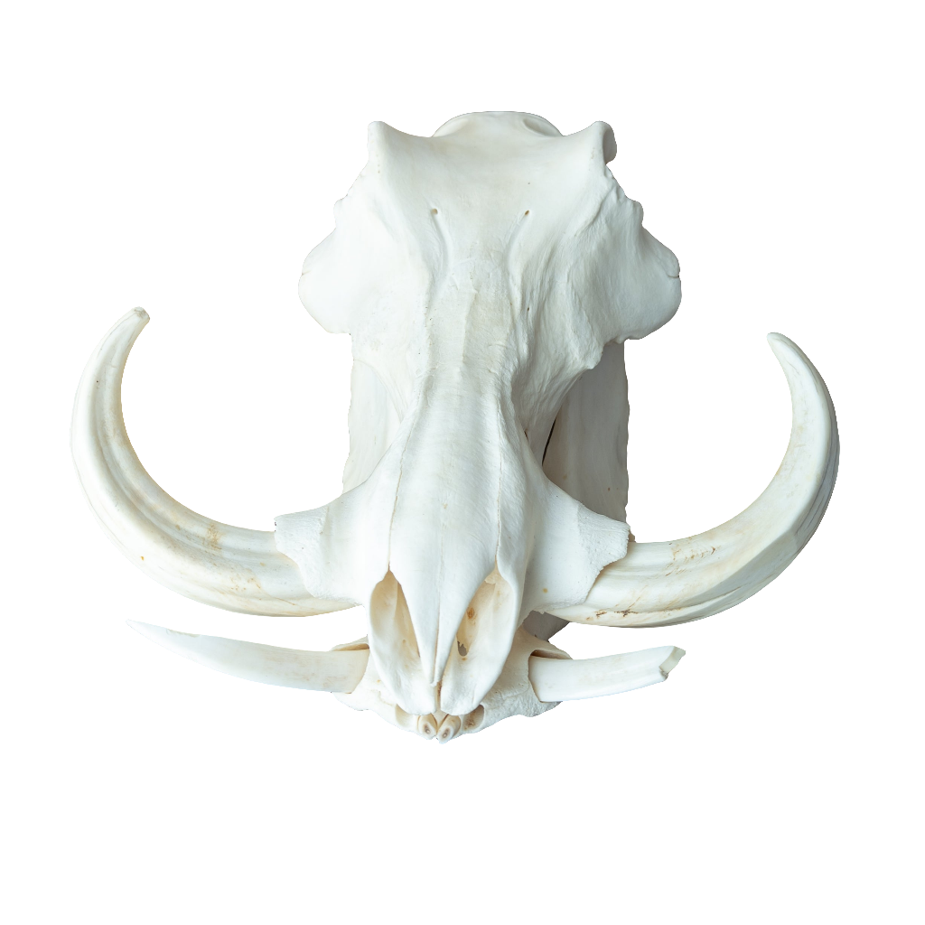 XL African Warthog Skull