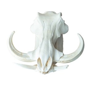 XL African Warthog Skull