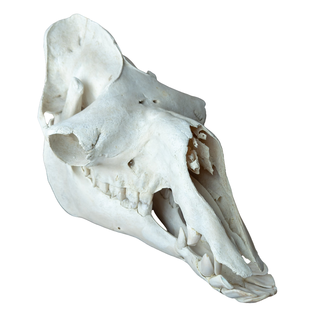 Dromedary Camel Skull