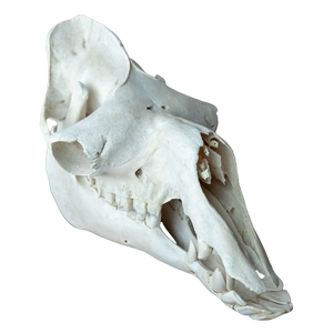 Dromedary Camel Skull