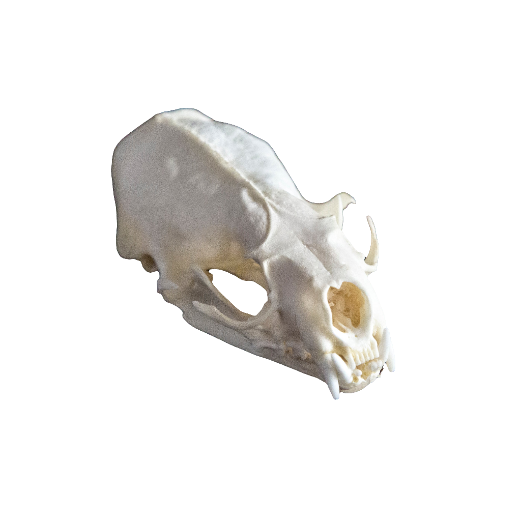 Mink Skull