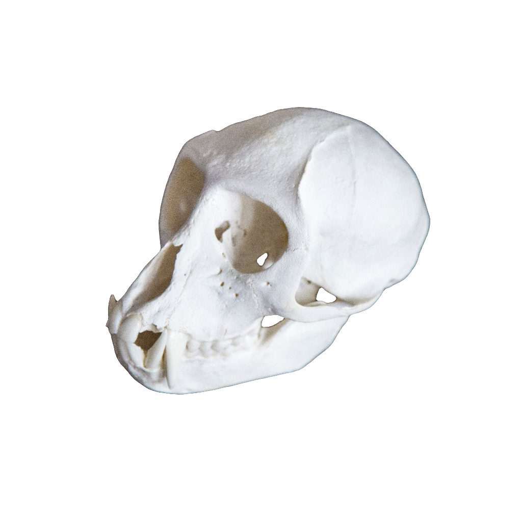 Male Vervet Monkey Skull