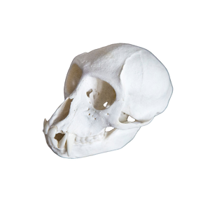 Male Vervet Monkey Skull