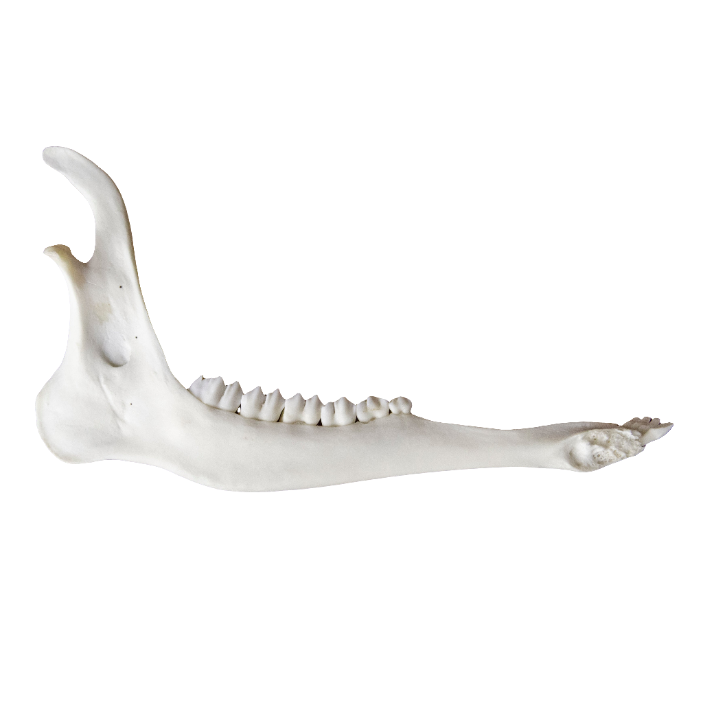 Deer Jaw Bone