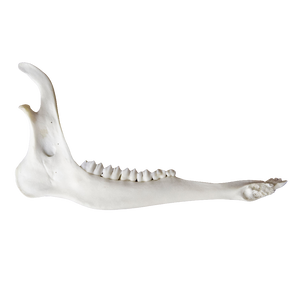 Deer Jaw Bone