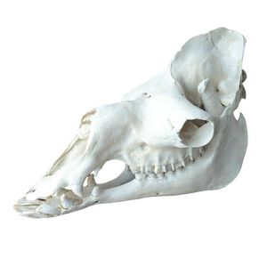 Dromedary Camel Skull