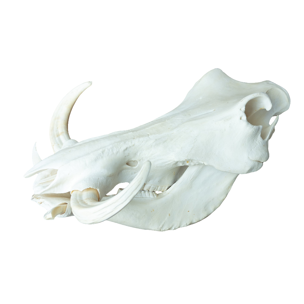 XL African Warthog Skull