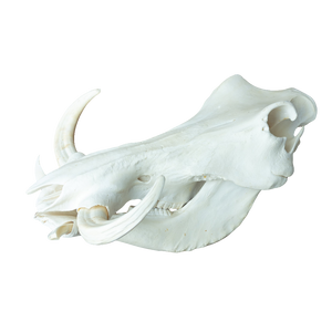 XL African Warthog Skull