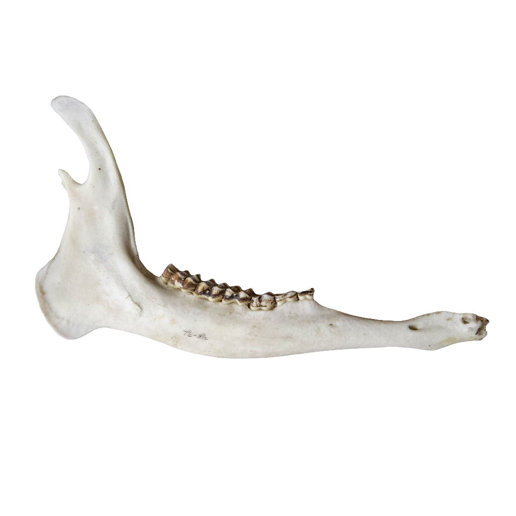 Deer Jaw Bone