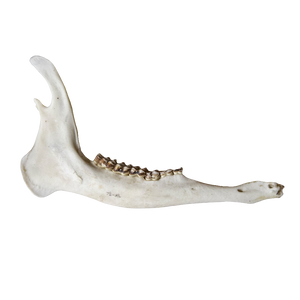 Deer Jaw Bone