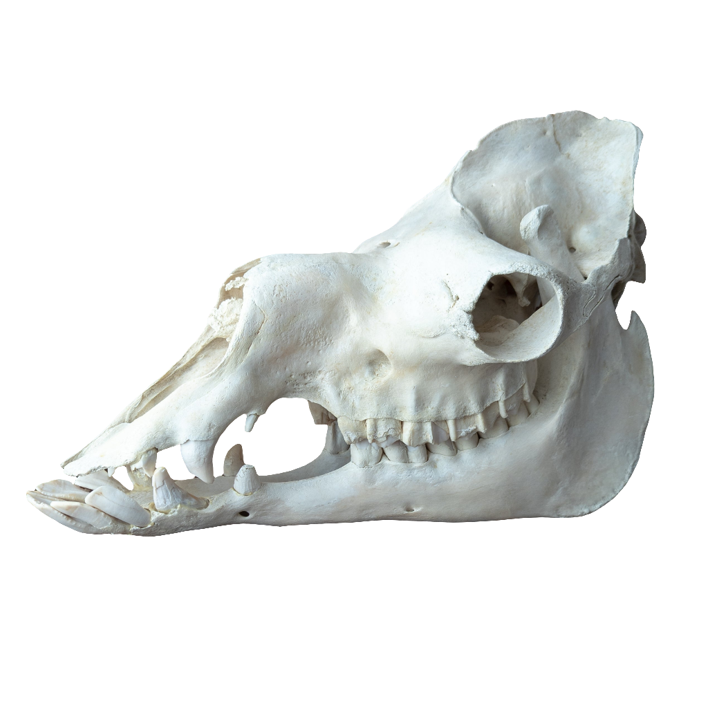 Dromedary Camel Skull