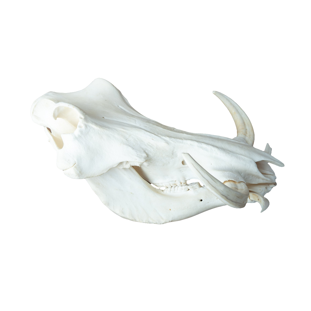 XL African Warthog Skull