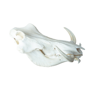 XL African Warthog Skull