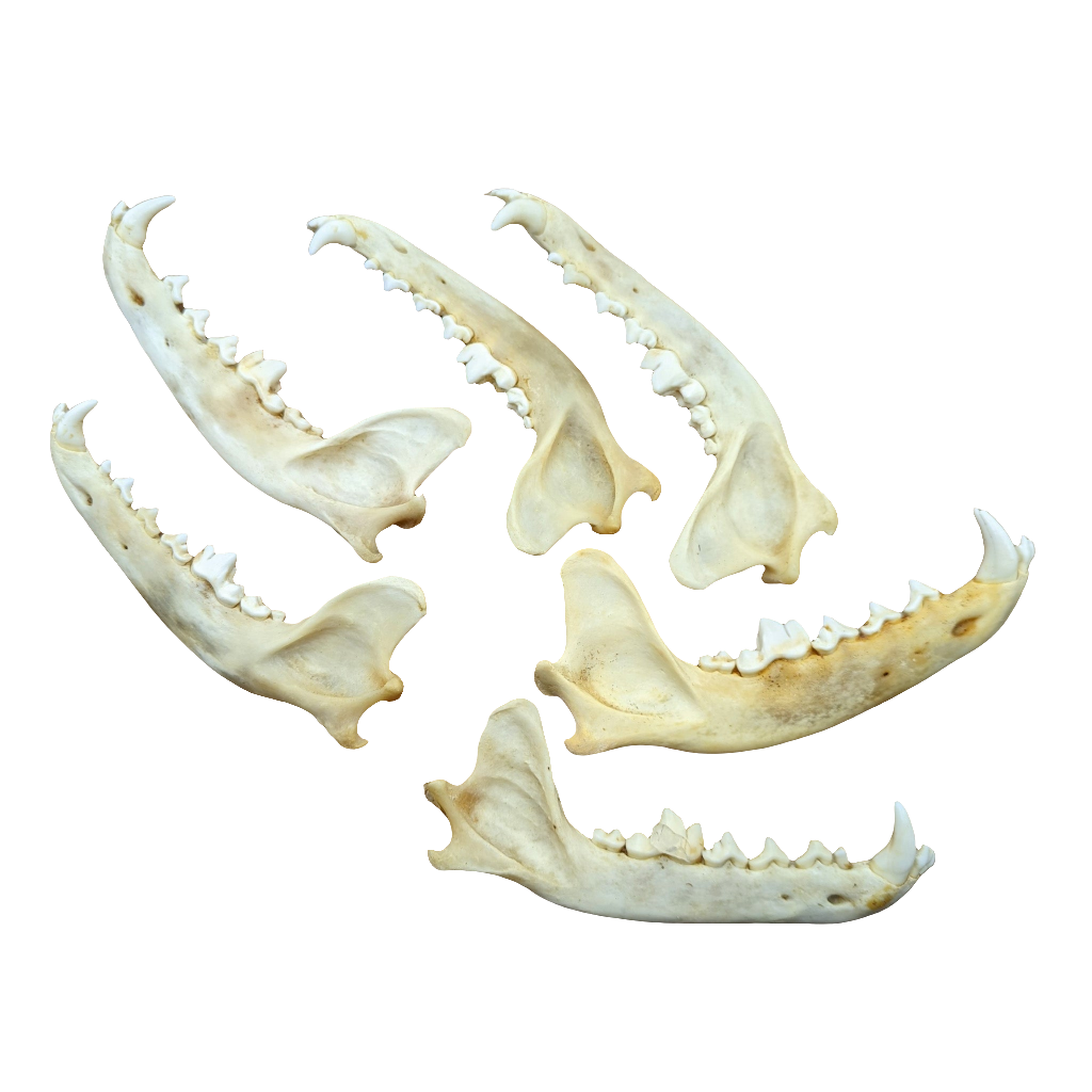 Coyote Jawbone