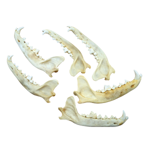 Coyote Jawbone