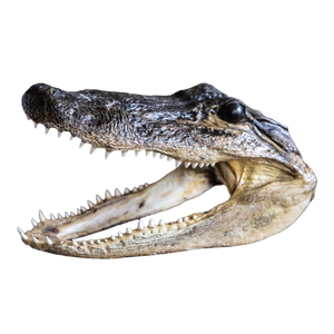 Taxidermy Alligator Head