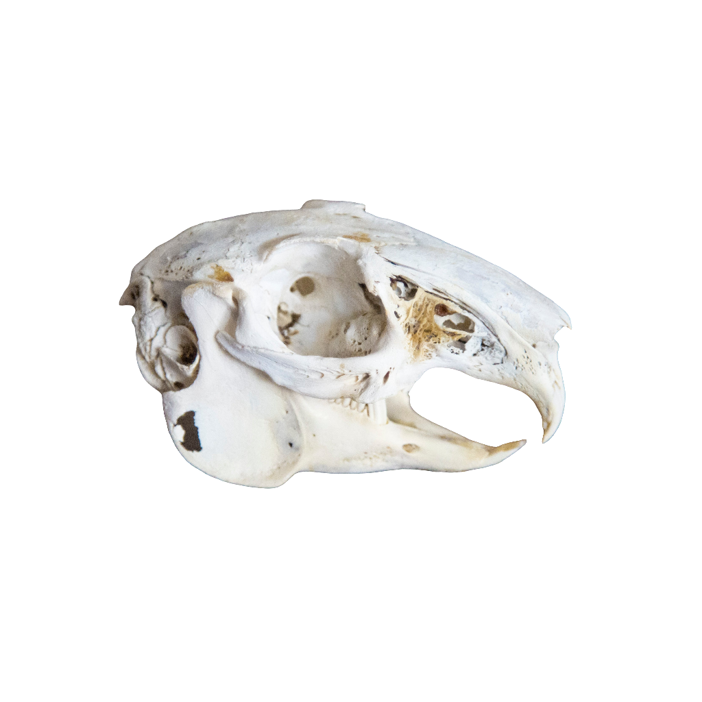 Jackrabbit Skull