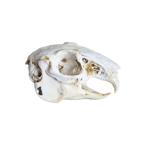 Jackrabbit Skull