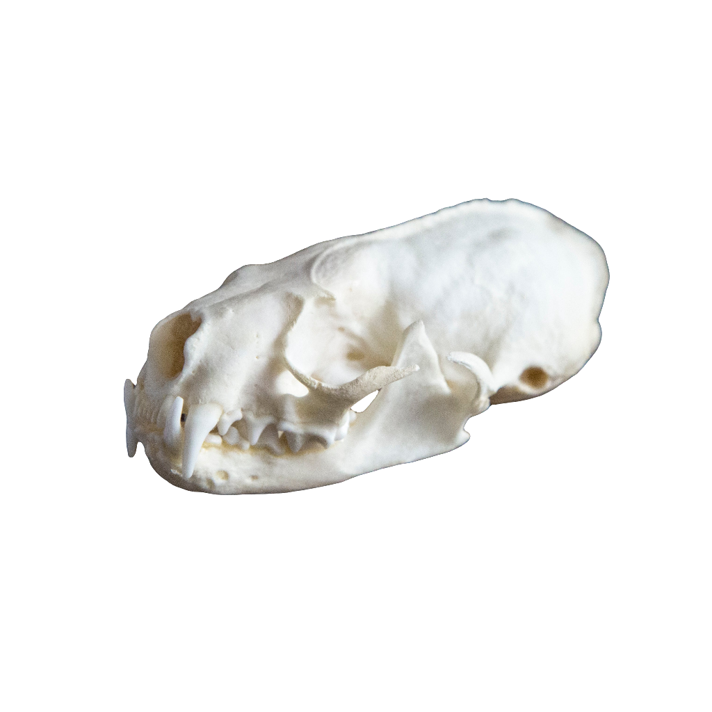 Mink Skull