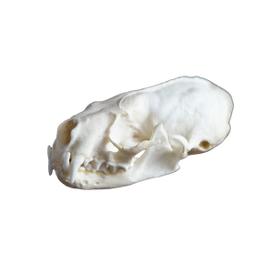 Mink Skull