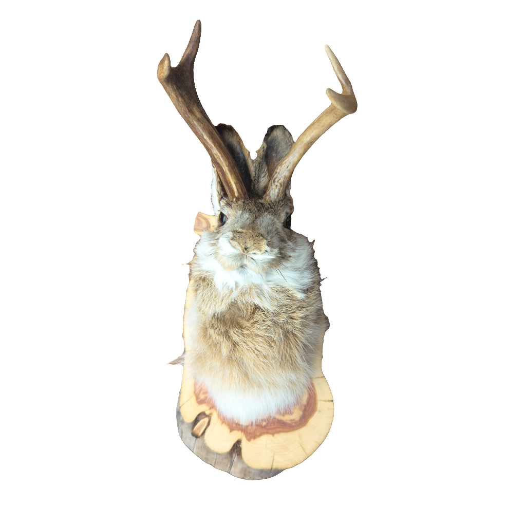 Taxidermy Jackalope