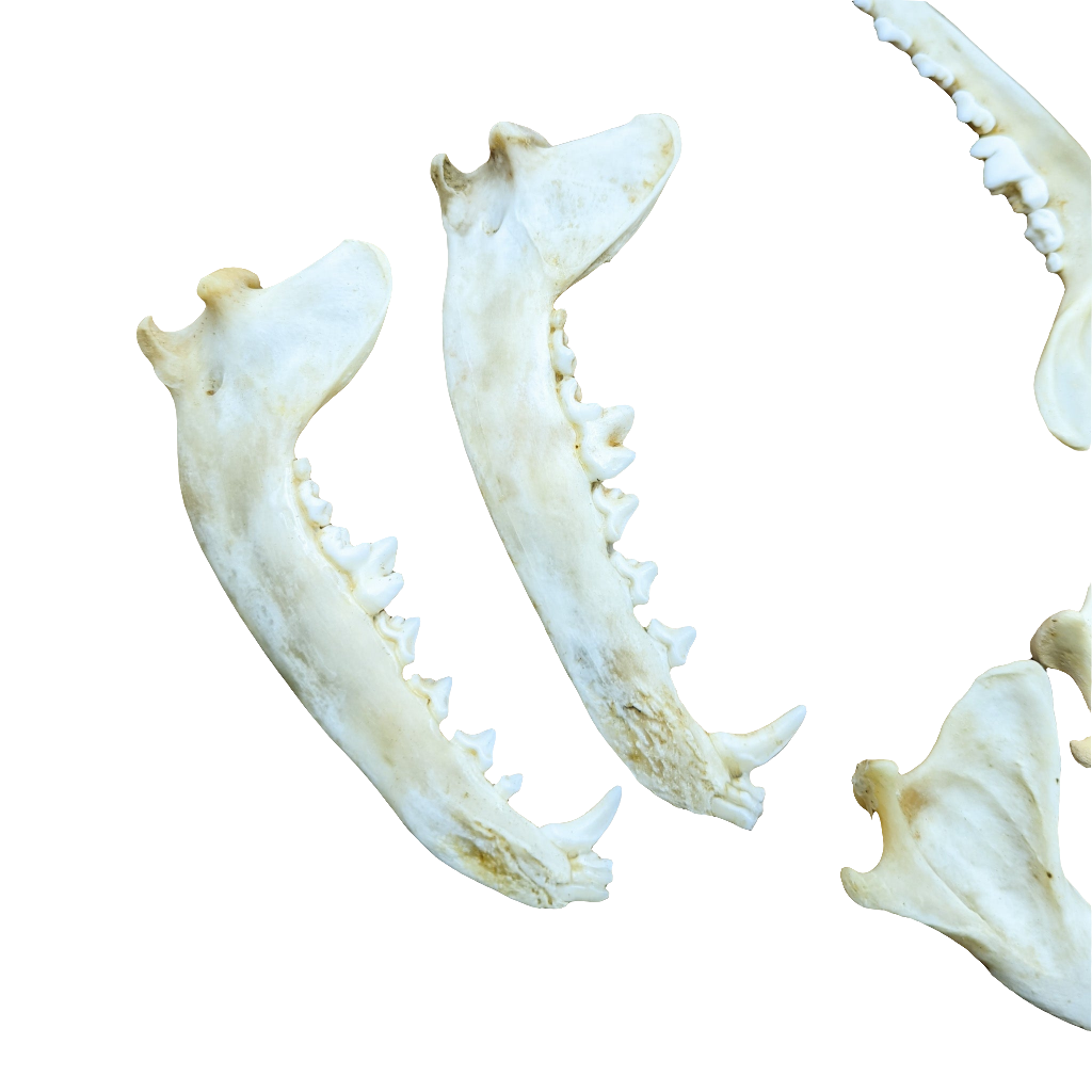 Coyote Jawbone