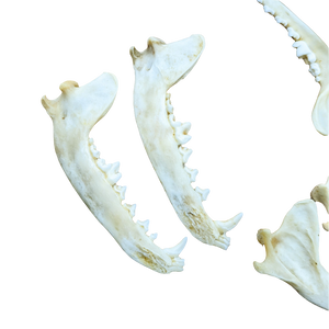 Coyote Jawbone