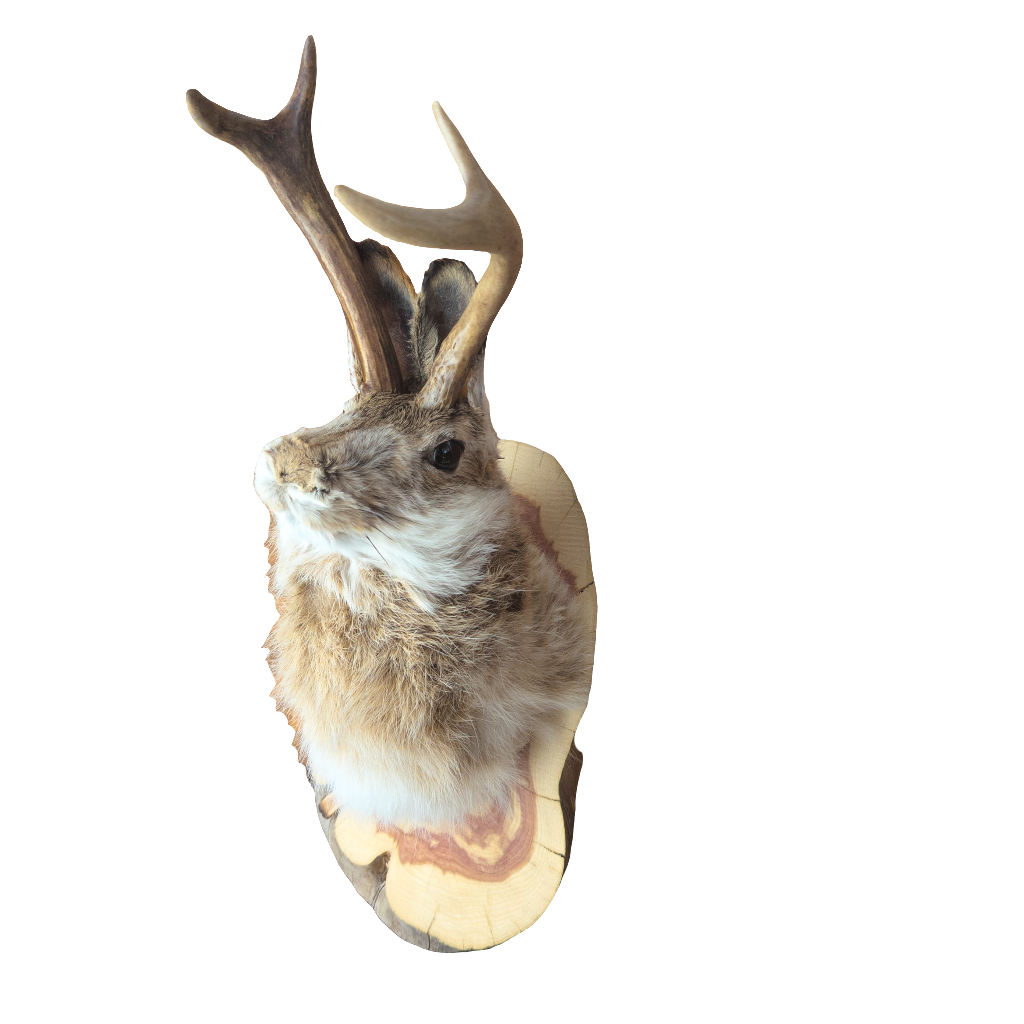 Taxidermy Jackalope