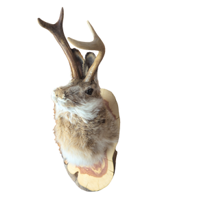 Taxidermy Jackalope