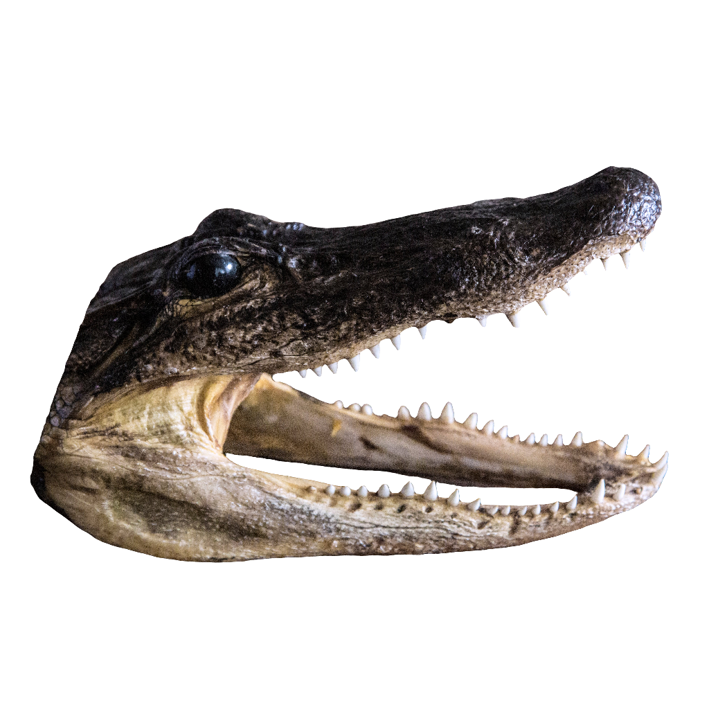 Taxidermy Alligator Head