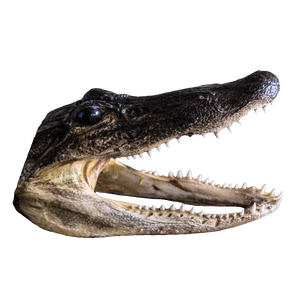 Taxidermy Alligator Head