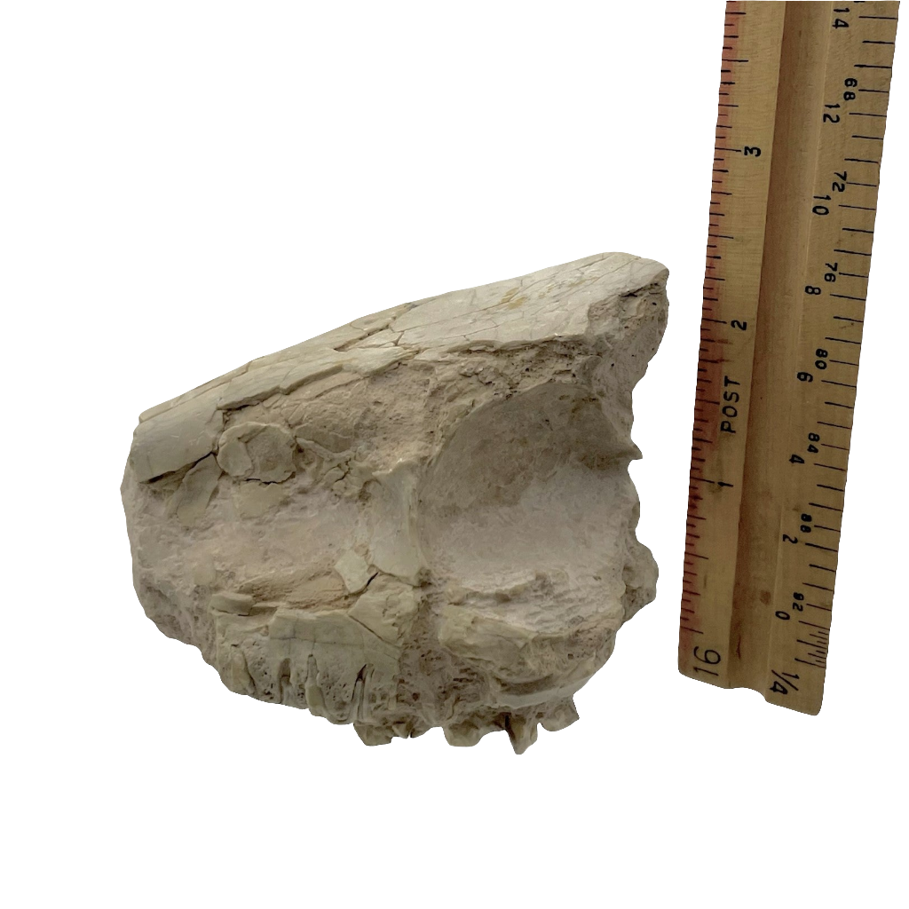 Fossil Oreodont Skull