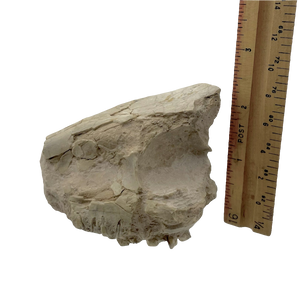 Fossil Oreodont Skull