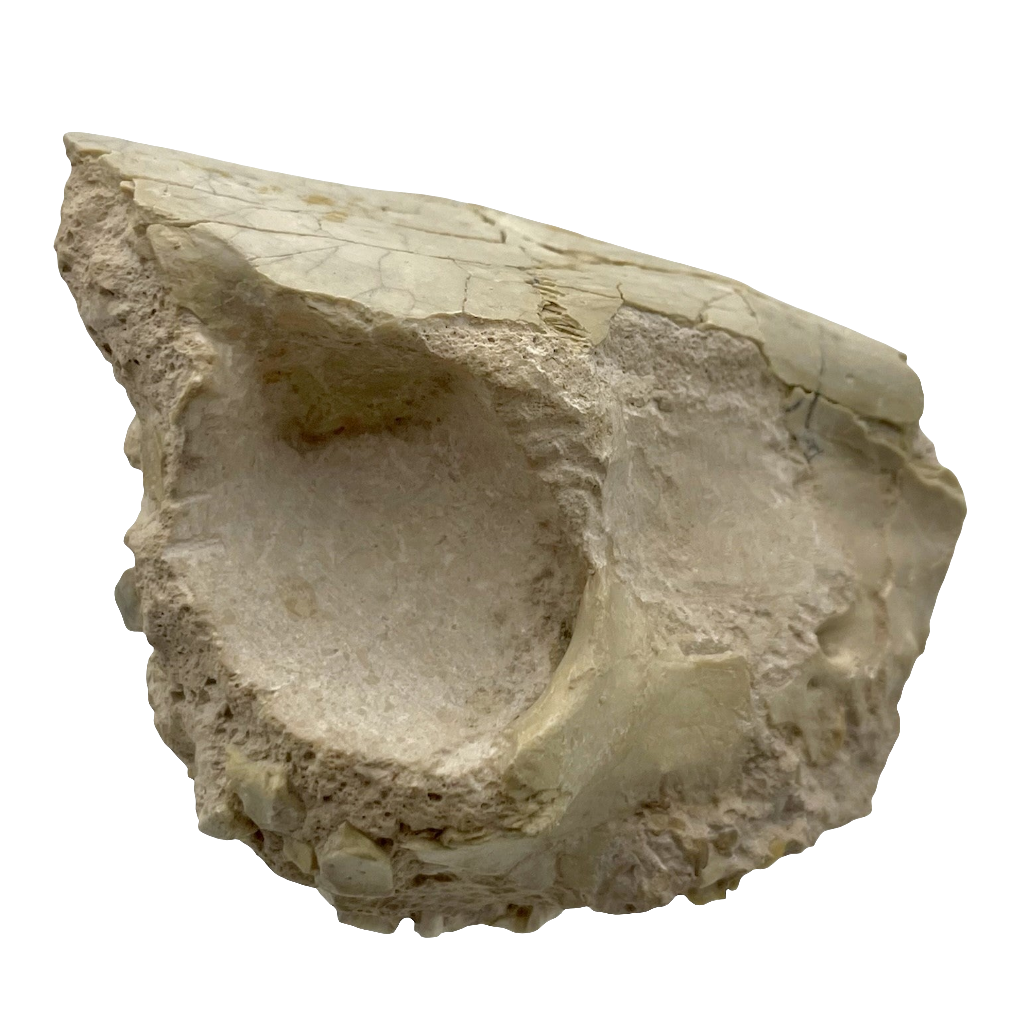 Fossil Oreodont Skull