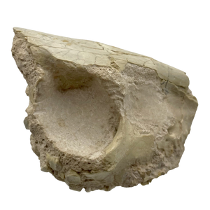 Fossil Oreodont Skull