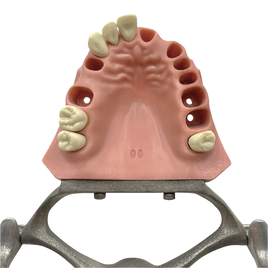 Vintage Columbia Typodont Dental Model