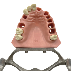 Vintage Columbia Typodont Dental Model