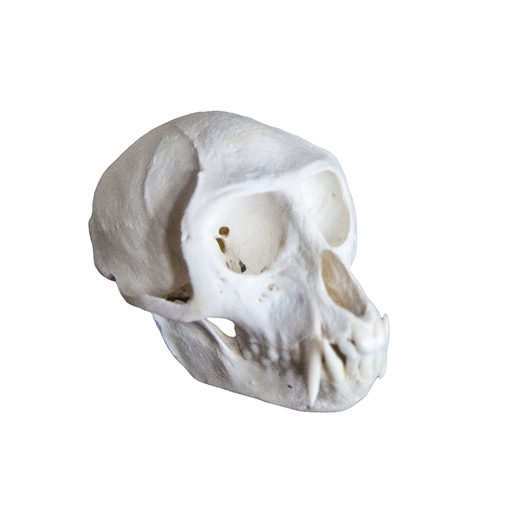 Male Vervet Monkey Skull