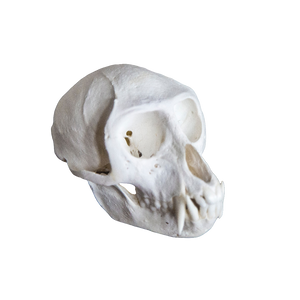 Male Vervet Monkey Skull