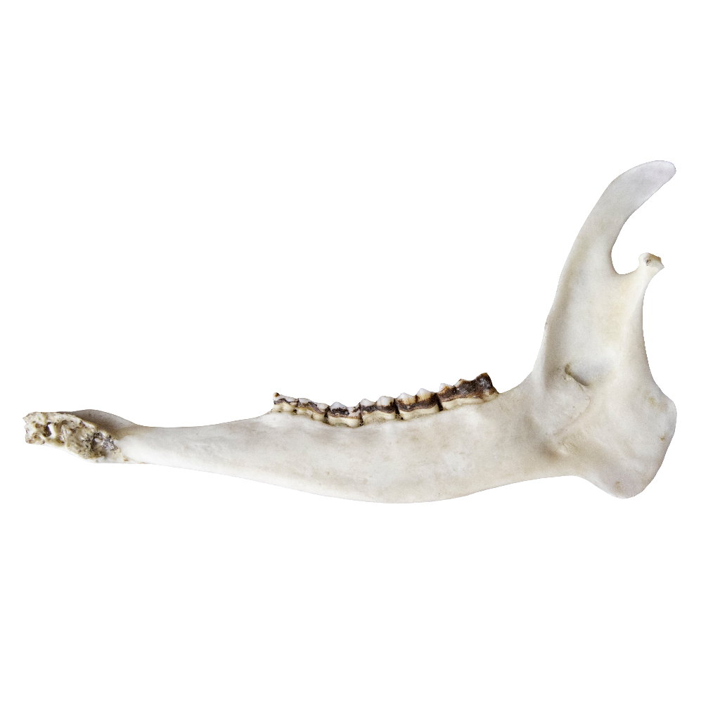 Deer Jaw Bone