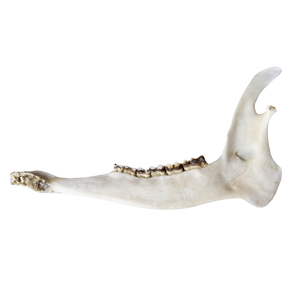 Deer Jaw Bone