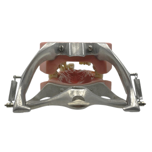 Vintage Columbia Typodont Dental Model