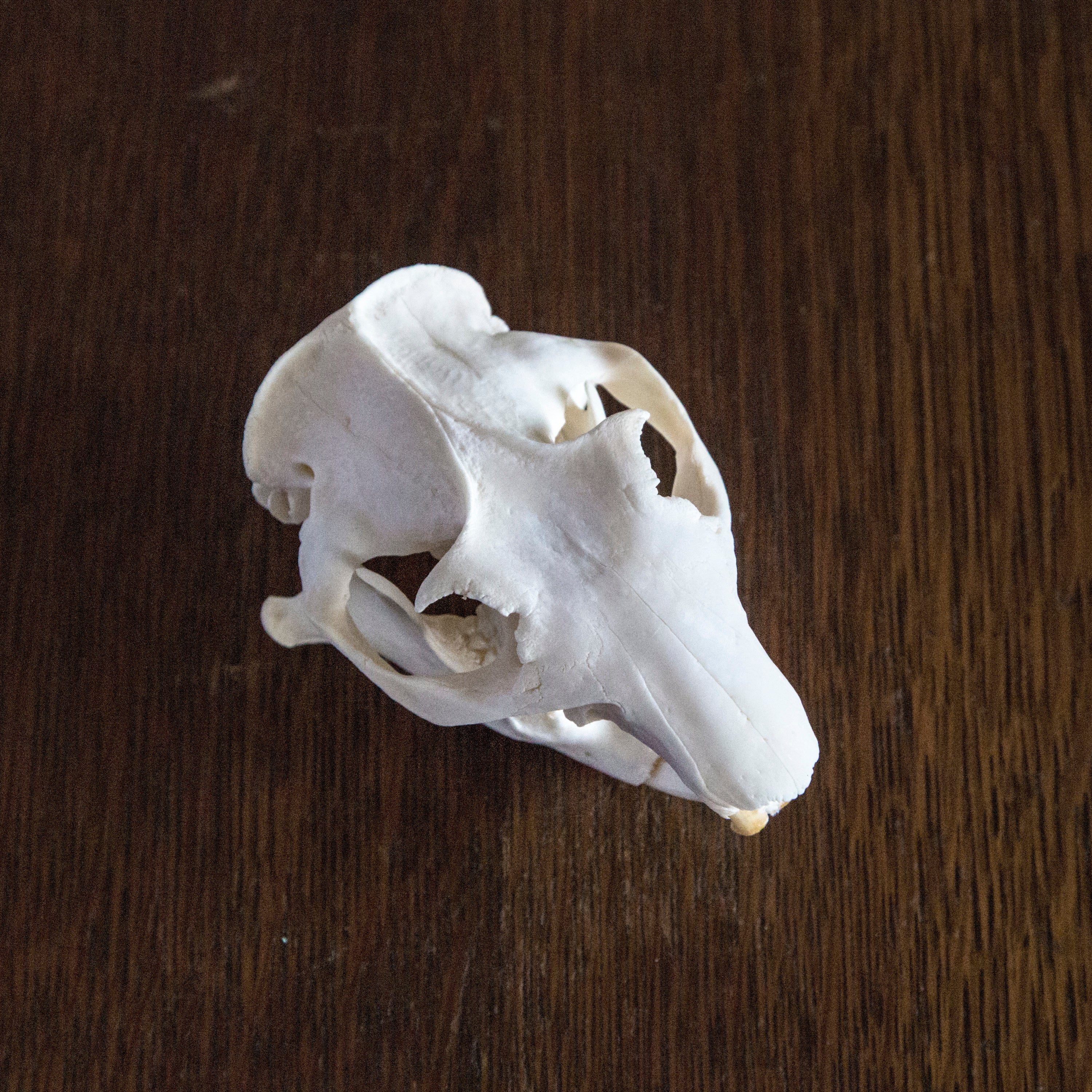 Marmot Skull