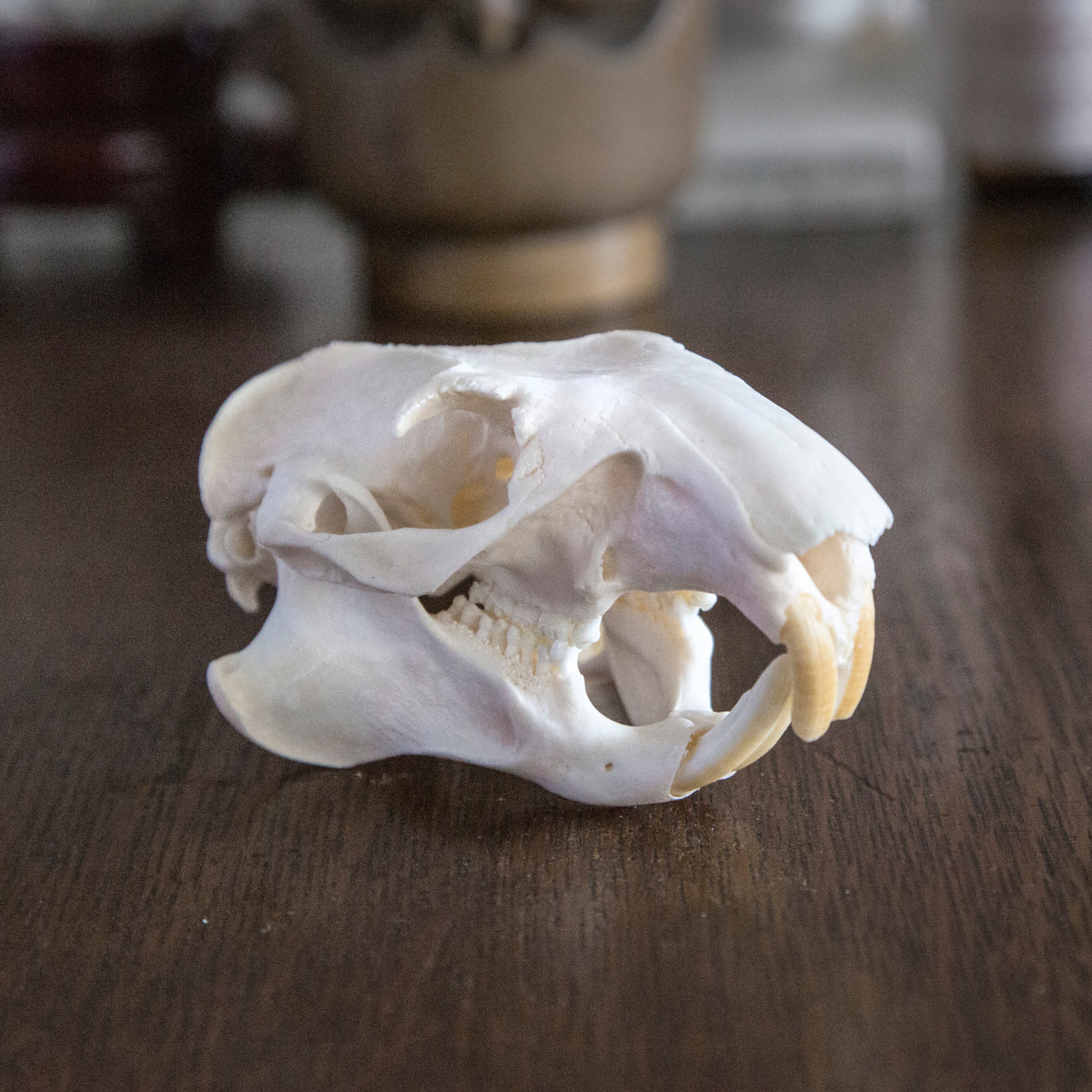 Marmot Skull
