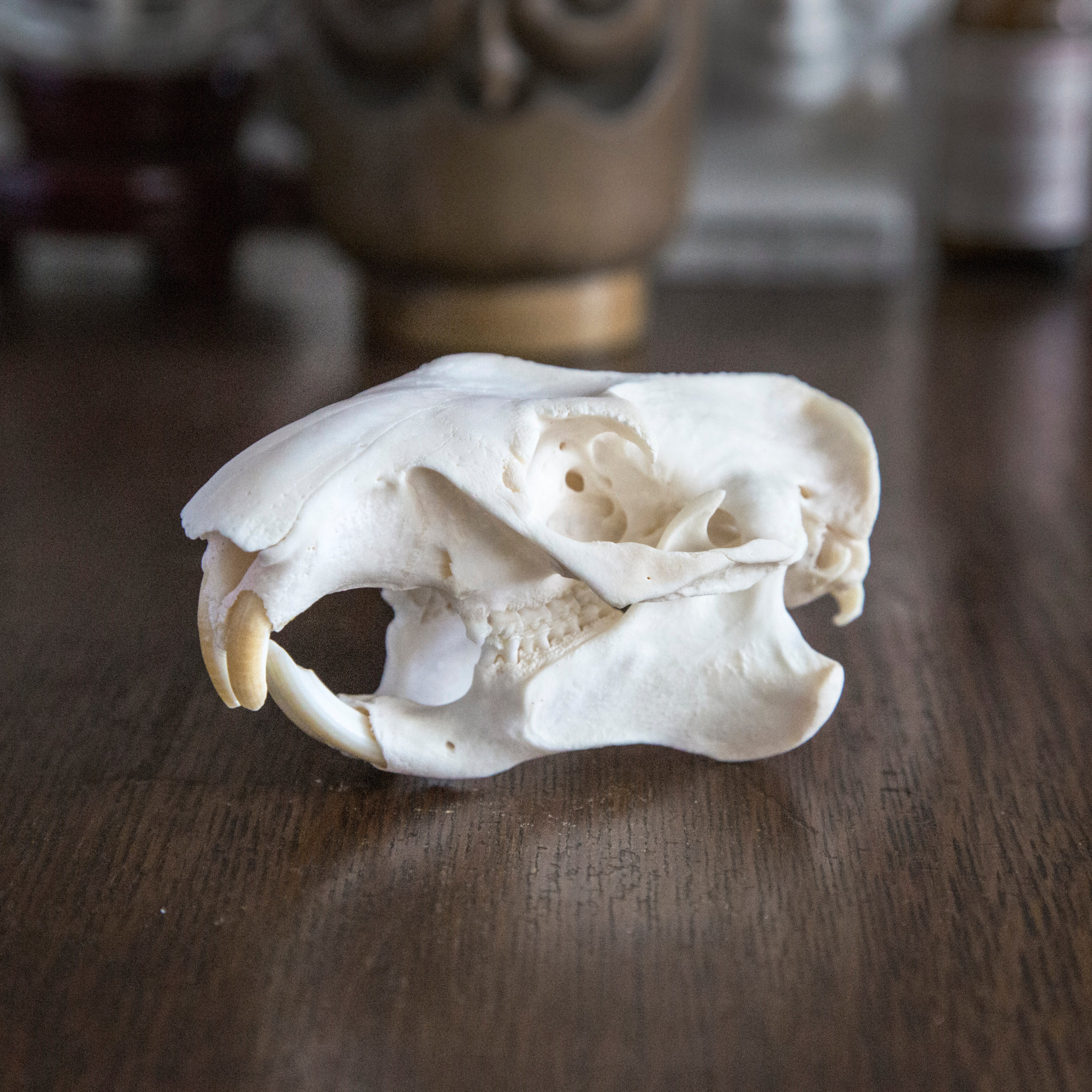 Marmot Skull
