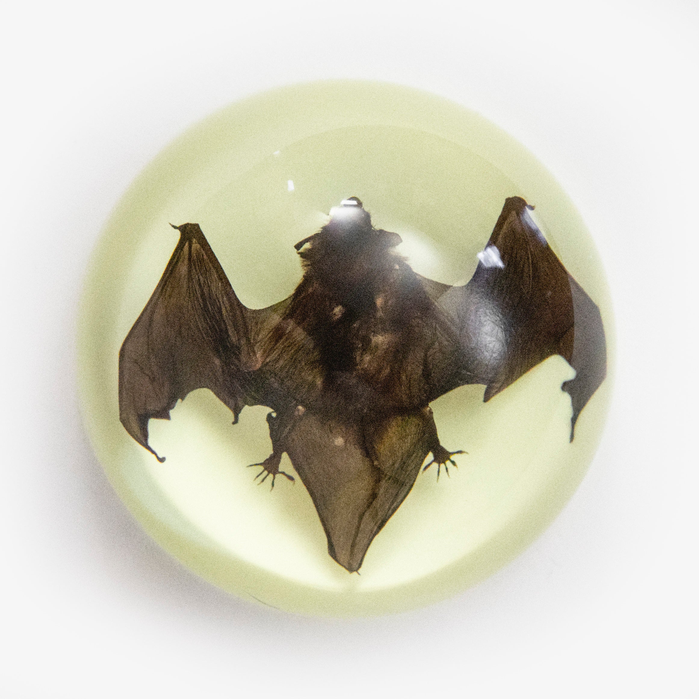 Bat Glow in the Dark Paperweight