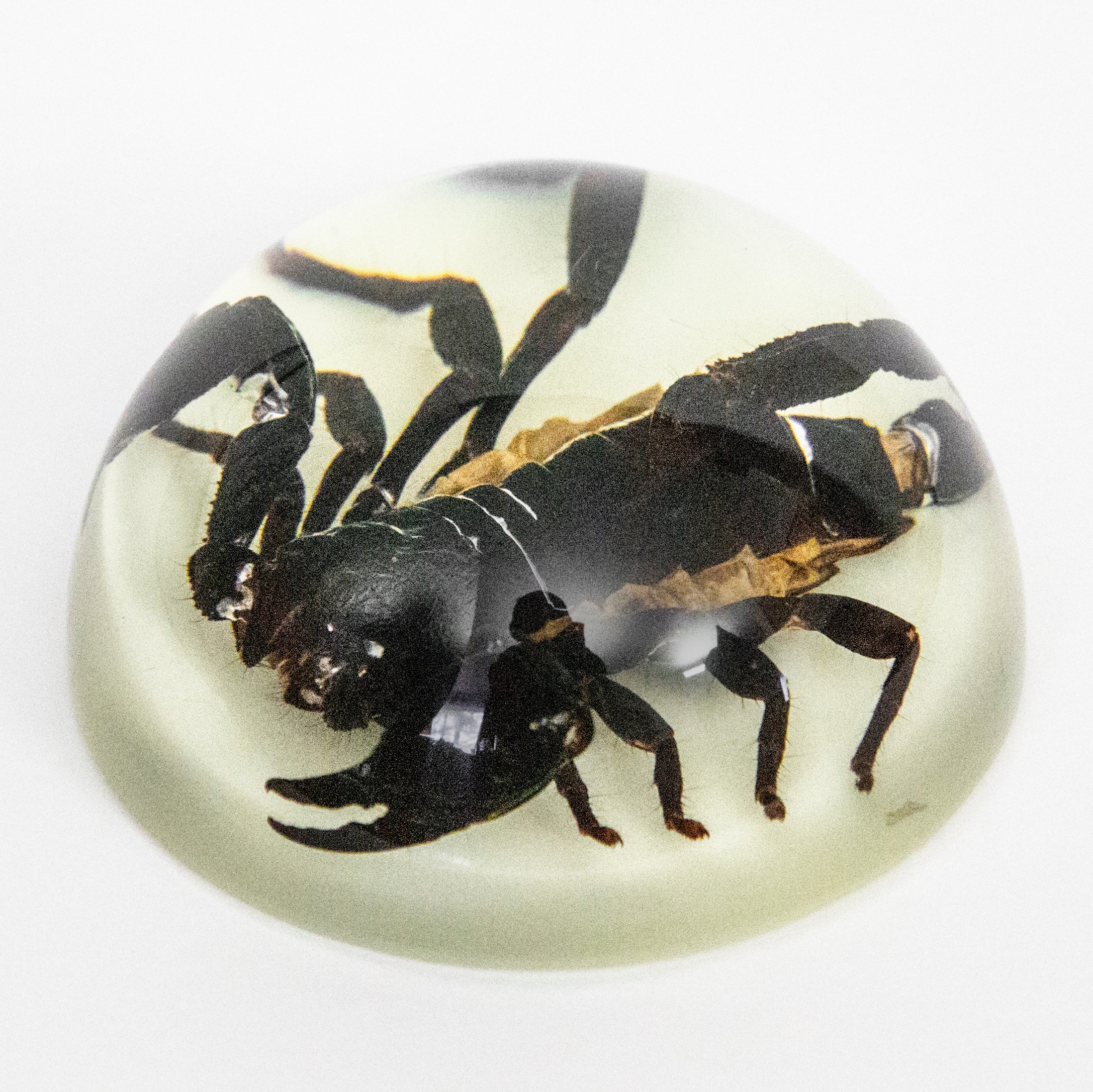 Black Scorpion Glow in the Dark Paperweight